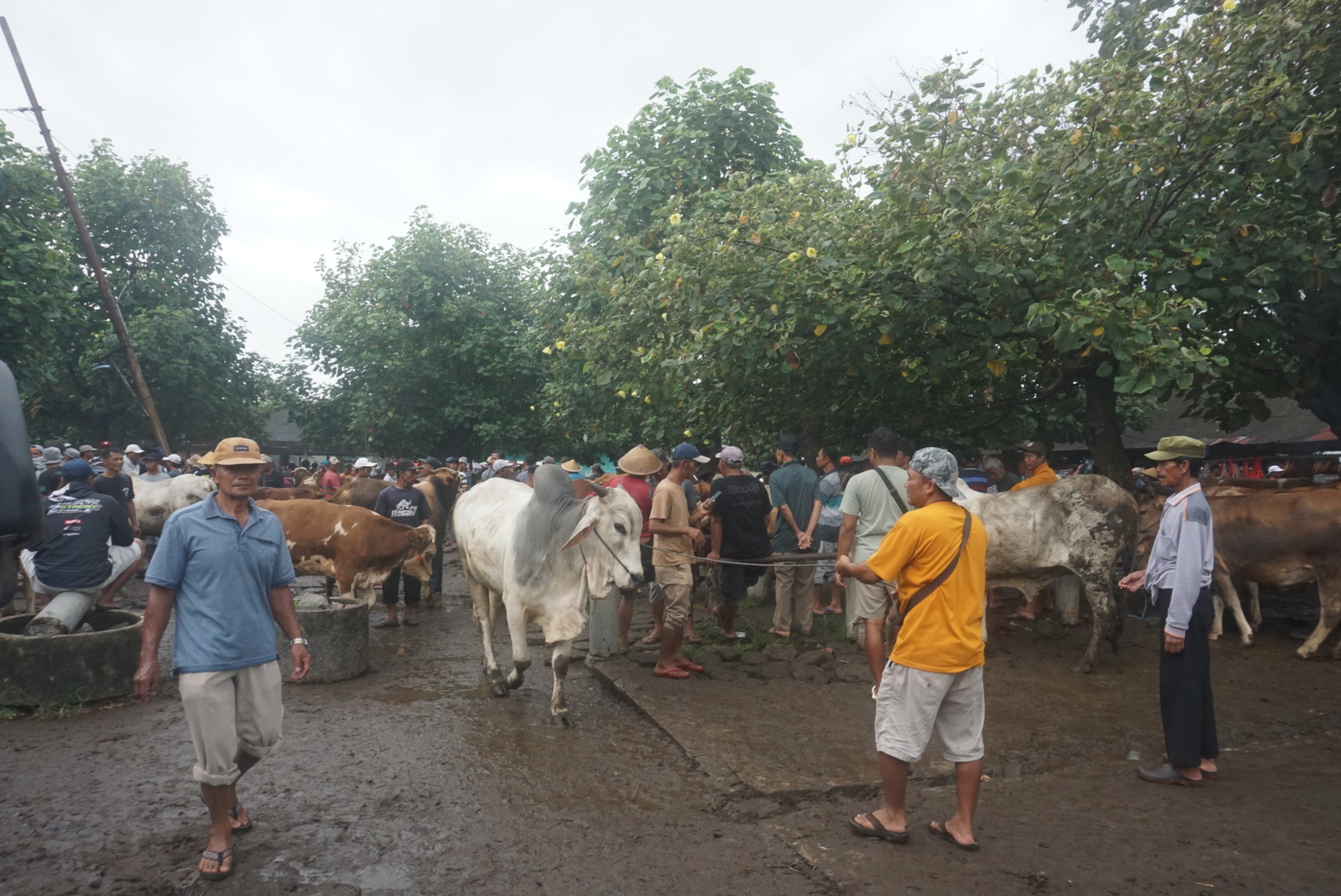 Suasana transaksi jual beli di Pasar Hewan, Desa Kebondalem Kidul, Prambanan, Klaten, Rabu (21/5/2025). (Angga Purenda/Radar Solo)