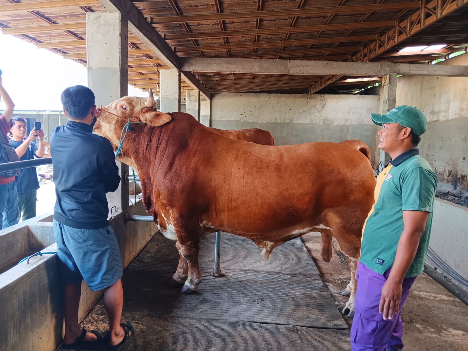 Sapi berjenis Simental Crosss Limosin yang merupakan sapi kurban milik Presiden RI Prabowo Subianto untuk Idul Adha di Klaten. (Angga Purenda/Radar Solo)