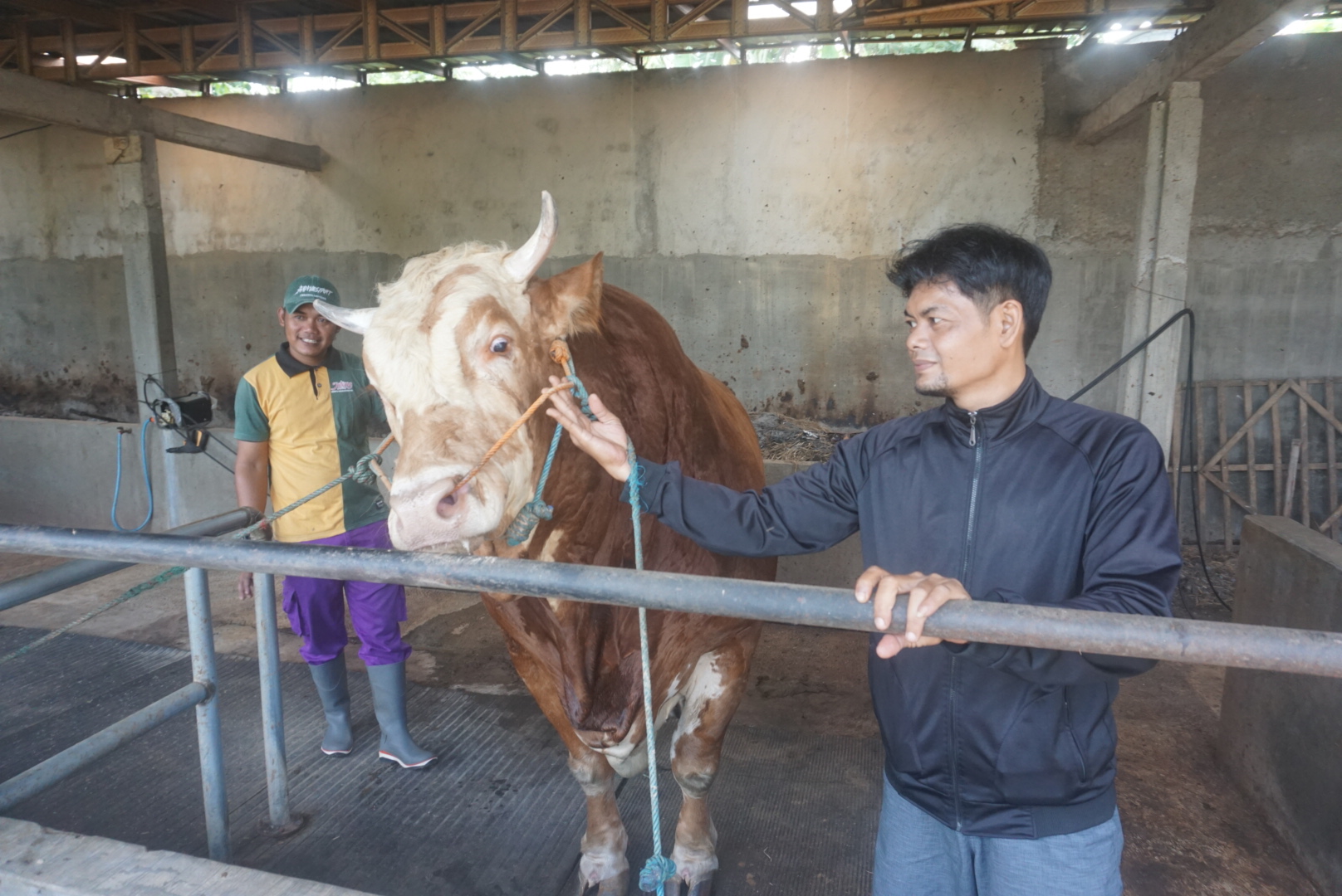 Seekor sapi berjenis Simental Cross Limosin yang dirawat Ari Diponegoro di Desa Mranggen, Jatinom, Klaten. (Angga Purenda/Radar Solo)
