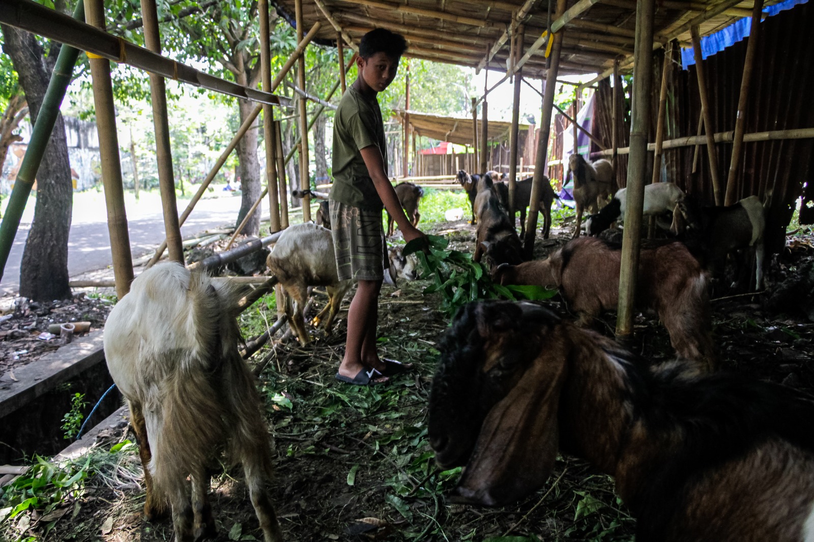 DIBERI MAKAN: Penjualan hewan kurban kambing yang dijual di sebuah lapak di Kecamatan Banjarsari.