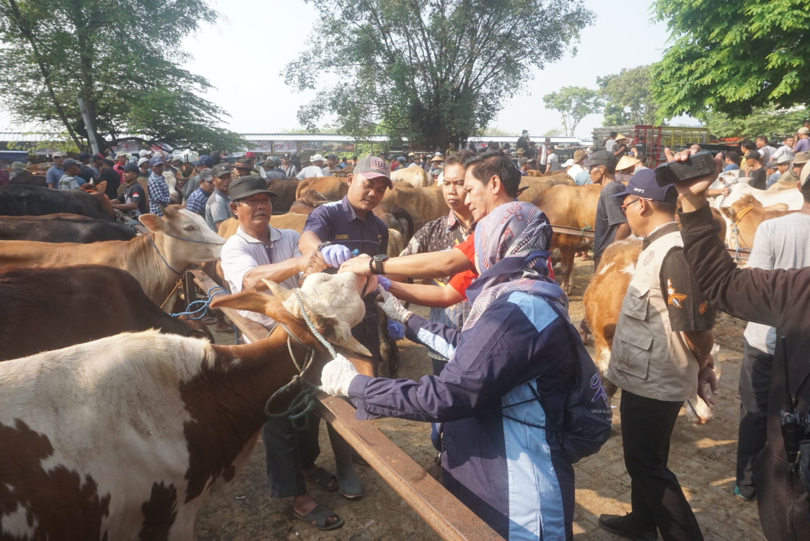 Pemeriksaan terhadap ternak sapi oleh tim kesehatan dari DKPP Klaten di Pasar Hewan Jatinom. (Angga Purenda/Radar Solo)