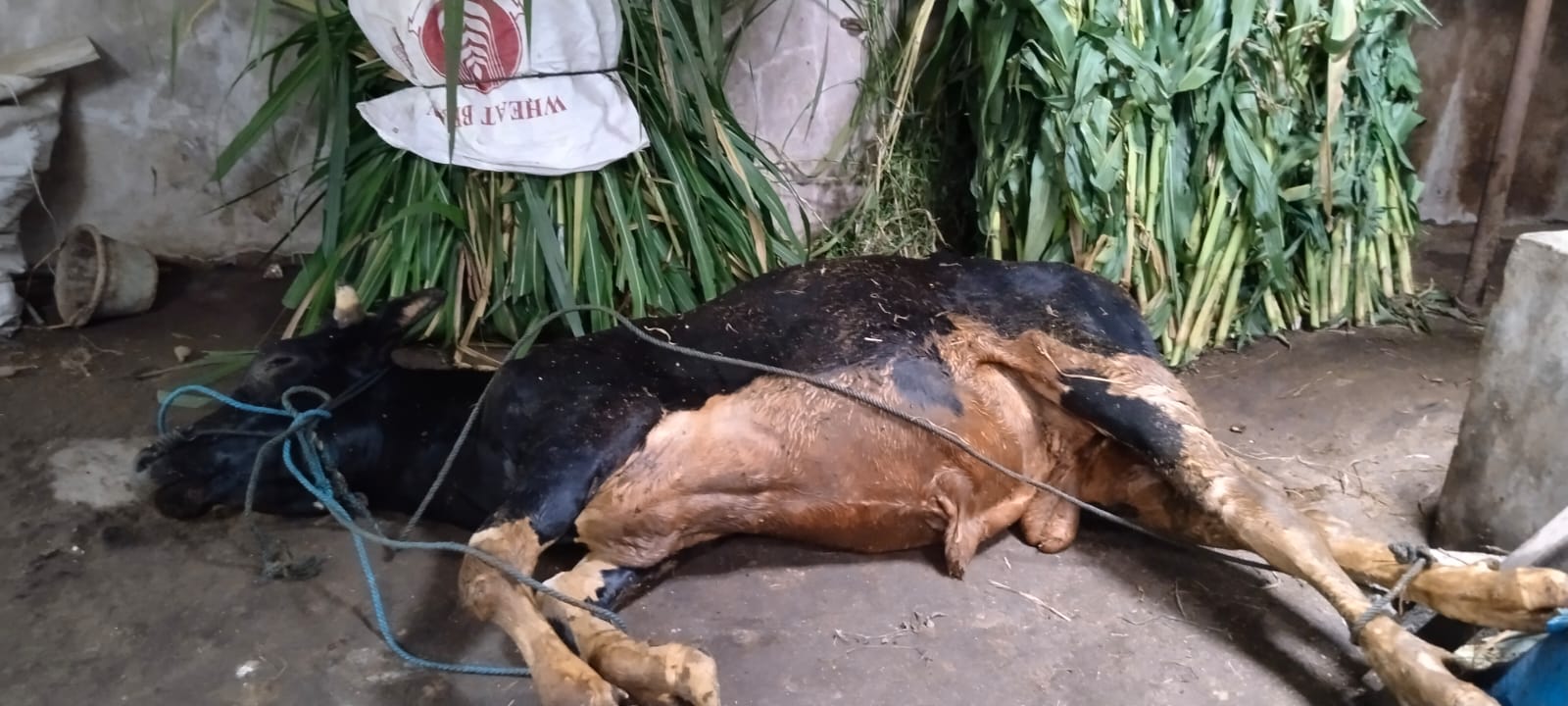 Sapi yang mati di kandang, Desa Gemampir, Kecamatan Karangnongko, Klaten. (Dokumentasi Pribadi)