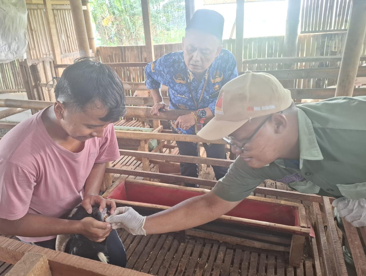 Dinas Pertanian, Perikanan dan Pangan (Dispertan PP) Kabupaten Karanganyar memeriksa kambing hewan kurban. (Rudi Hartono/Radar Solo)