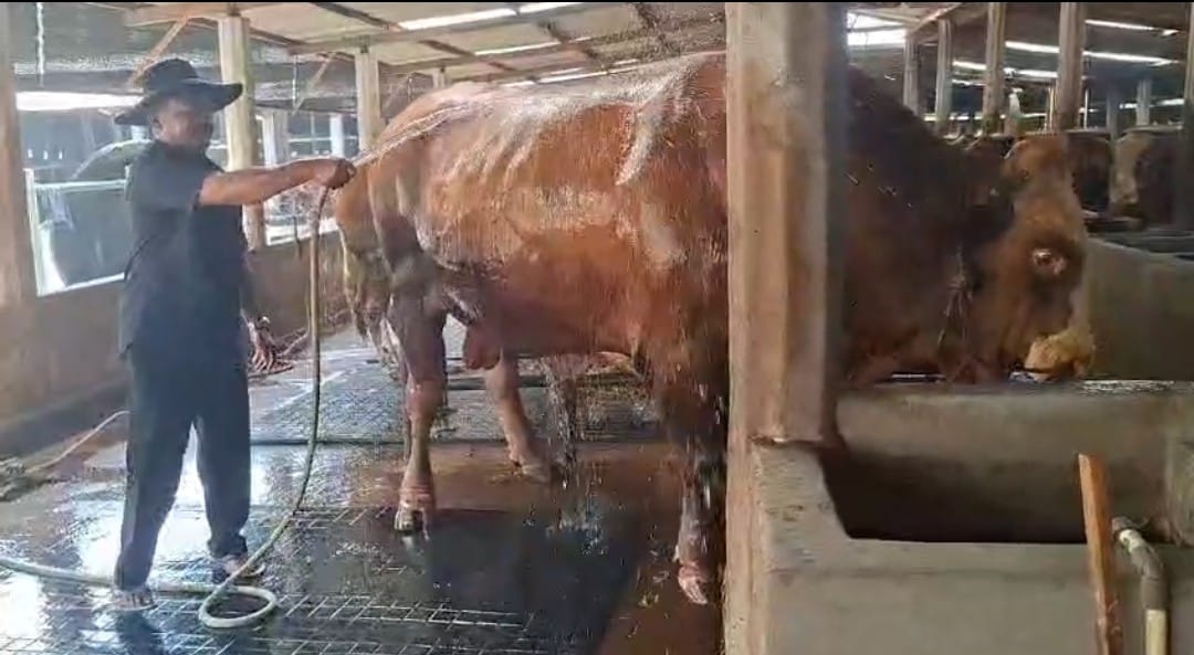 Sapi milik warga Desa Beruk, Kecamatan Jatiyoso, Karanganyar yang dibeli Presiden Prabowo untuk kurban. (Rudi Hartono/Radar Solo)