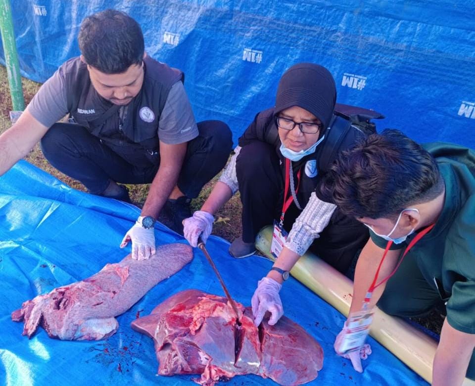 petugas Dinas Pertanian Wonogiri mengecek hati sapi kurban dari Presiden Prabowo, Jumat (6/6/2025).