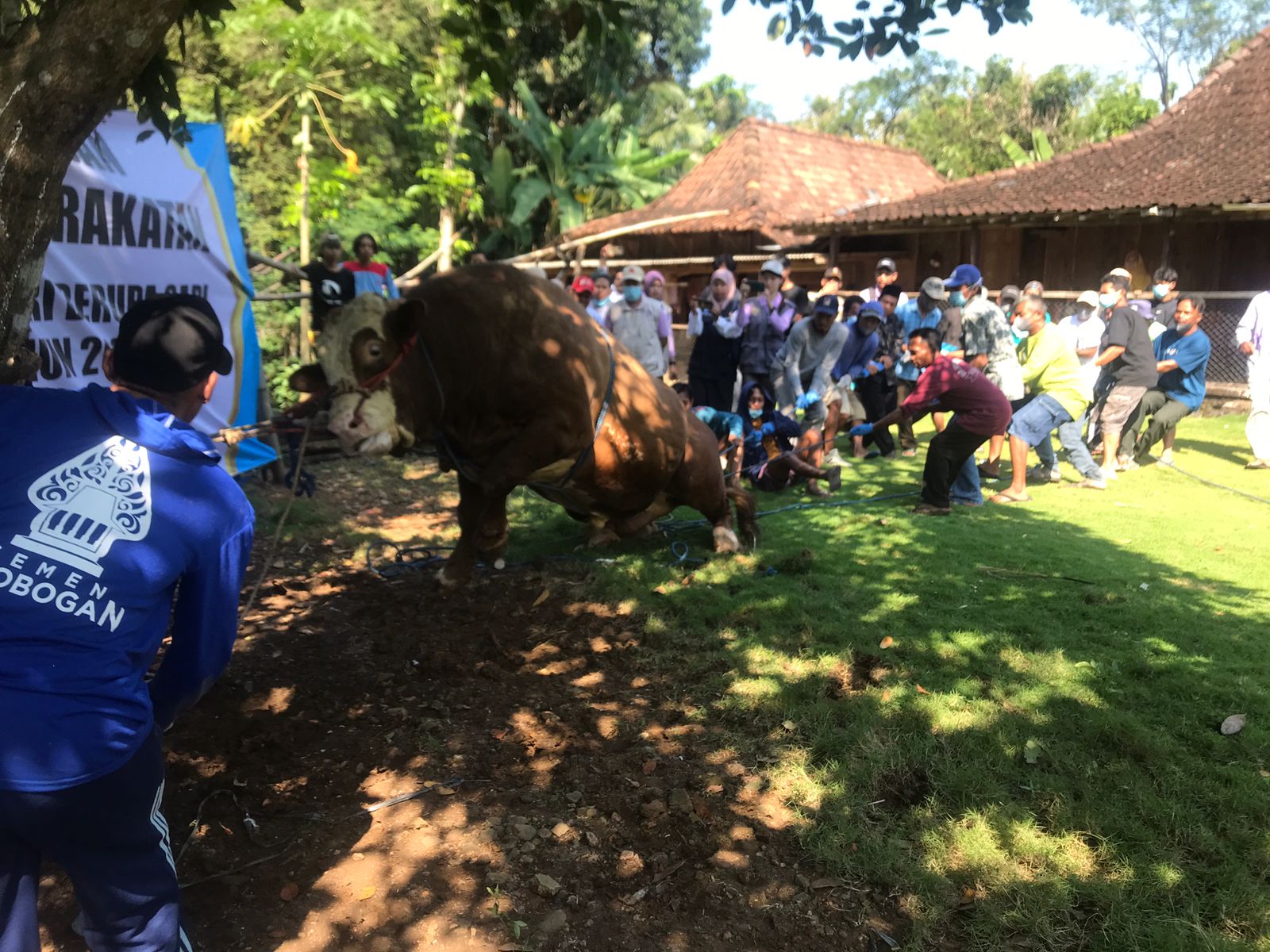 Dusun Karang, Desa Bangkok, Kecamatan Karanggede, Boyolali bergotong royong merobohkan sapi kurban dari Presiden Prabowo, Jumat (6/6/2025).