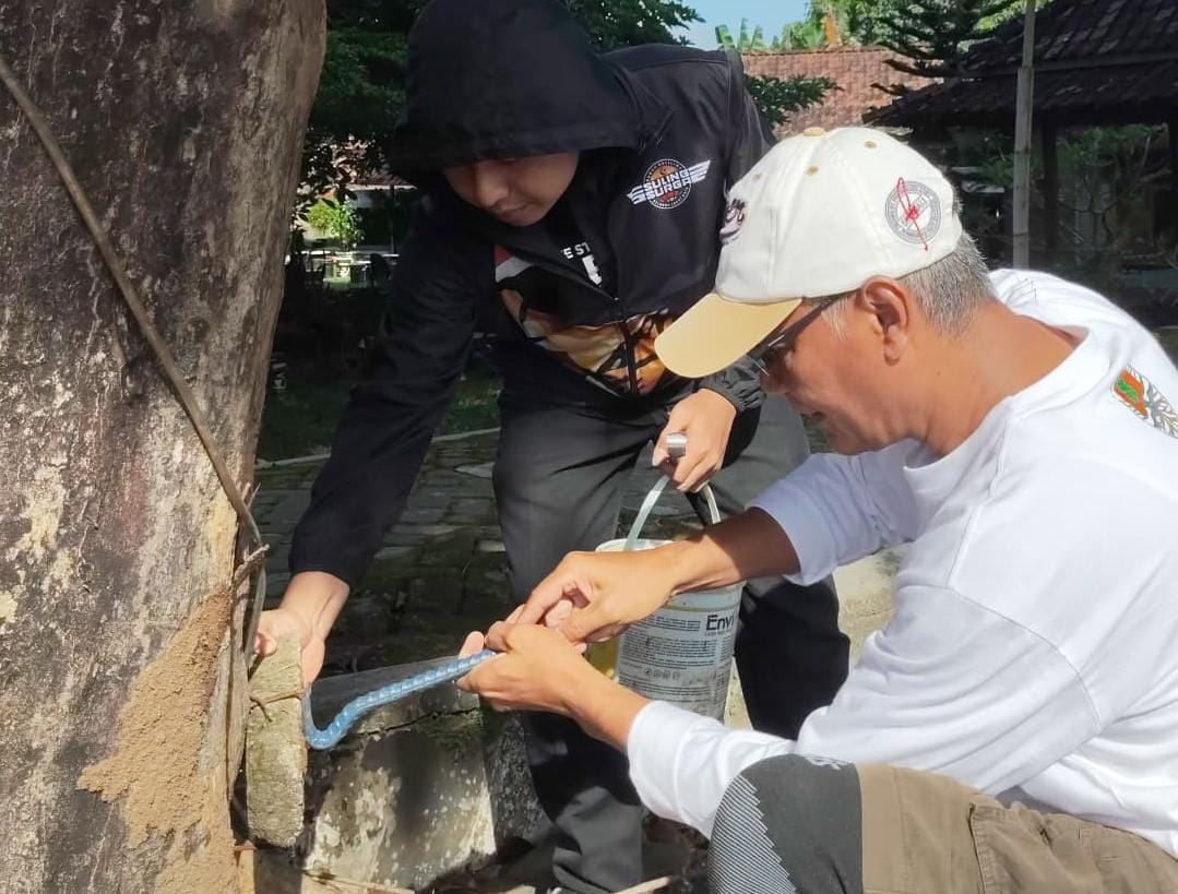 DLH Karanganyar dan relawan mencabut paku di pohon dalam perayaan Hari Lingkungan Hidup. (Rudi Hartono/Radar Solo)