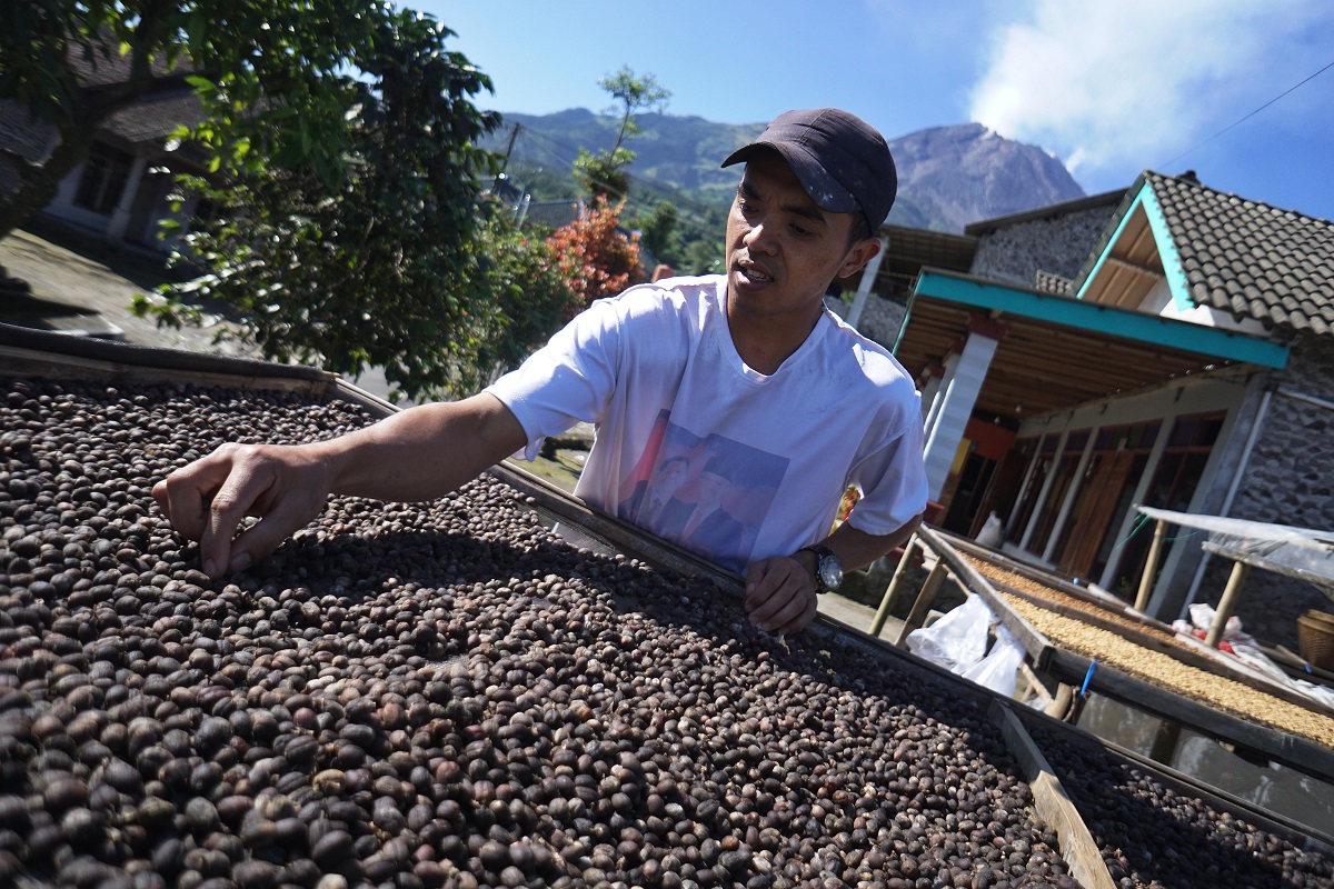 Kopi jenis Arabika yang sangat cocok dengan kondisi geografis wilayah Stabelan, Boyolali.