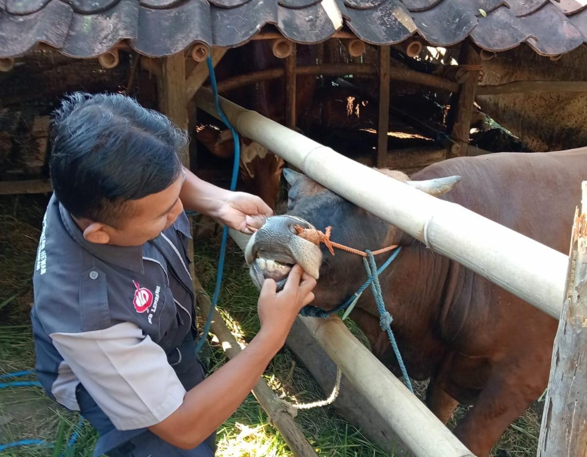 Petugas melakukan pemeriksaan antemortem pada sapi.