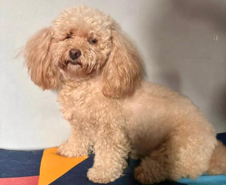 Memangkas bulu anjing Pudel bisa dipelajari di rumah. Vitamin juga diperlukan untuk menjaga kesehatan bulunya. (Dokumentasi Theresia Nugraheni for Radar Solo)