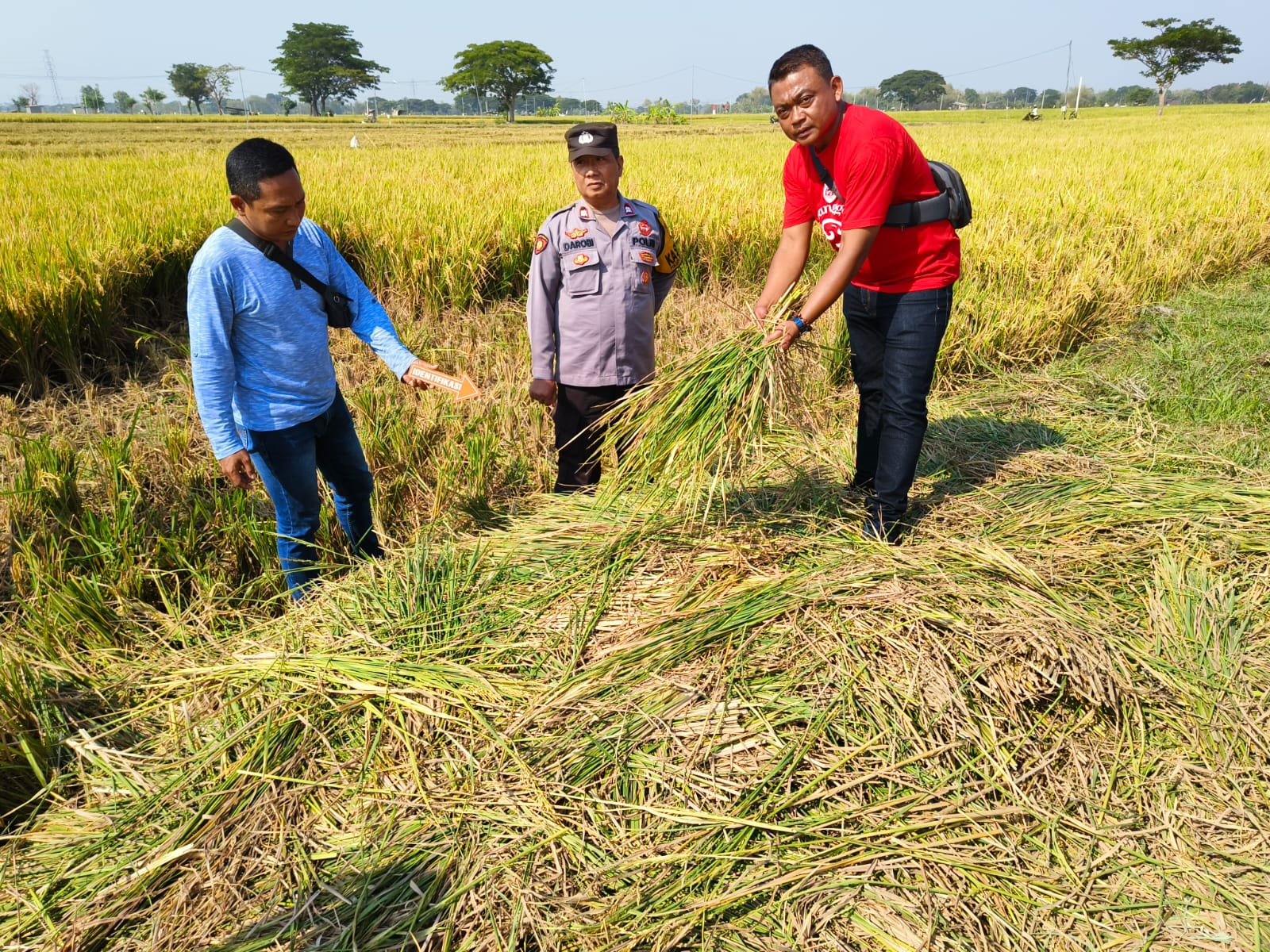 Anggota Polres Sragen menggelar olah TKP kasus pencurian padi siap panen di sejumlah kecamatan di Sragen. (Ahmad Khairudin/Radar Solo)