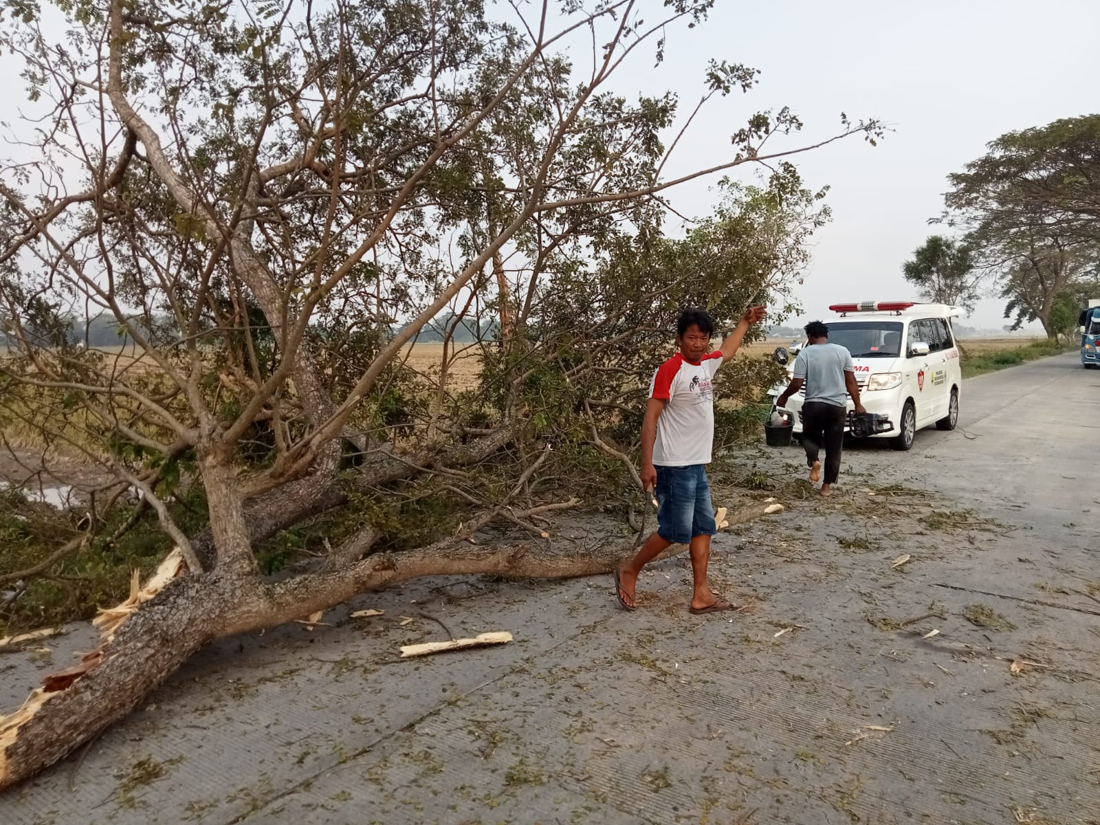 Pohon di Jalan Sragen-Gesi, Kampung Bulak Rejo, Desa Tangkil, Kecamatan Sragen yang roboh menimpa pemotor, Kamis (3/7/2025). (Ahmad Khairudin/Radar Solo)