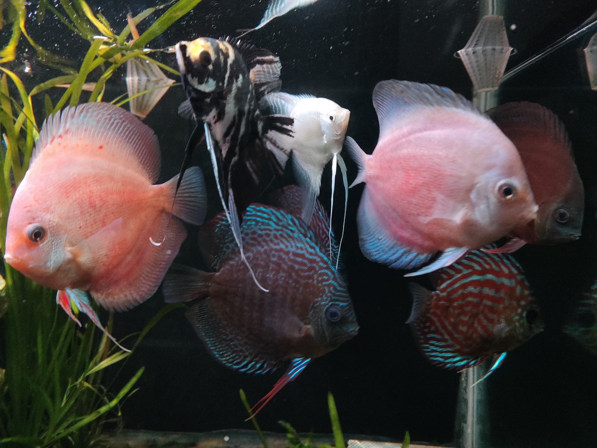 Angel Fish dan Discus bisa jadi pilihan menarik untuk ditempatkan di satu akuarium. (Silvester Kurniawan/Radar Solo)