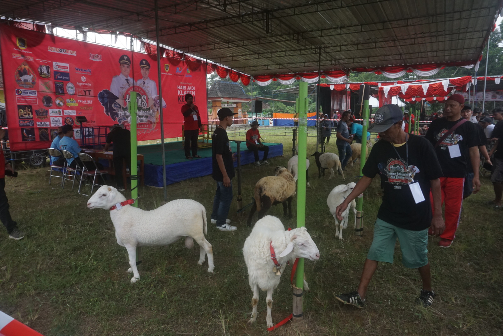 Para juri menilai domba yang tampil dalam kontes di Lapangan Desa Kayumas, Kecamatan Jatinom, Minggu (6/7/2025). (Angga Purenda/Radar Solo)