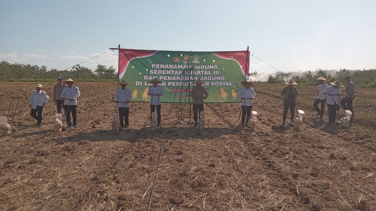 Penanaman jagung di areal persawahan Desa Manisharjo, Kecamatan Bendosari, Sukoharjo,m Rabu (9/7).