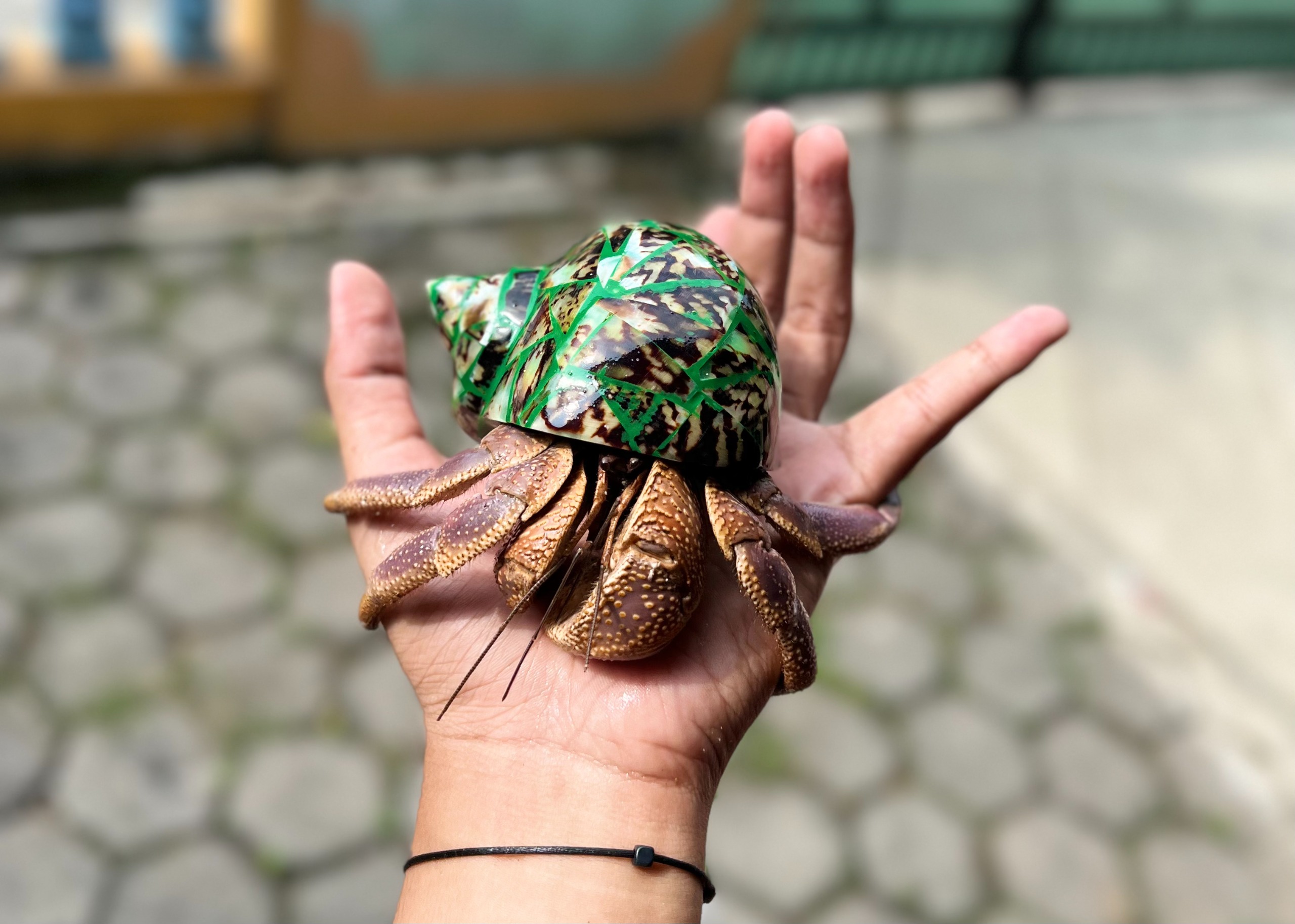 kelomang