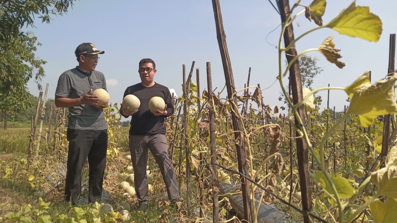 Kades Tepisari Basuki Rahmat dan Camat Polokarto Herry Mulyadi tunjukan melon hasil panen di Desa Tepisari, Minggu (20/7).