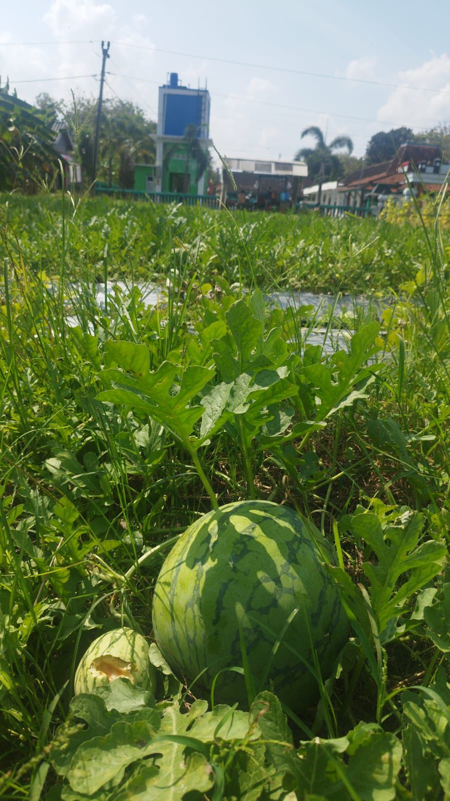 Petani semangka di Sambi resah, hama tikus serang kebun jelang panen. Tikus makan buah muda dan dewasa, ancam gagal panen.