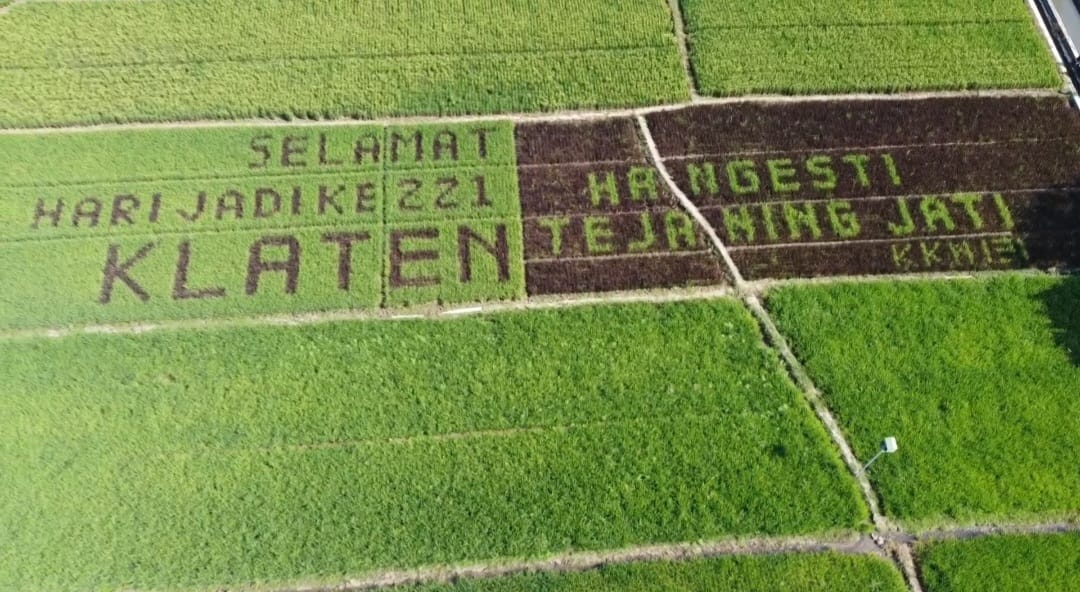 Sawah di Desa Juwiring, Kecamatan Juwiring, Klaten yang membentuk pola tulisan Selamat Hari Jadi Ke-221 Klaten. (Dokumentasi Pribadi)