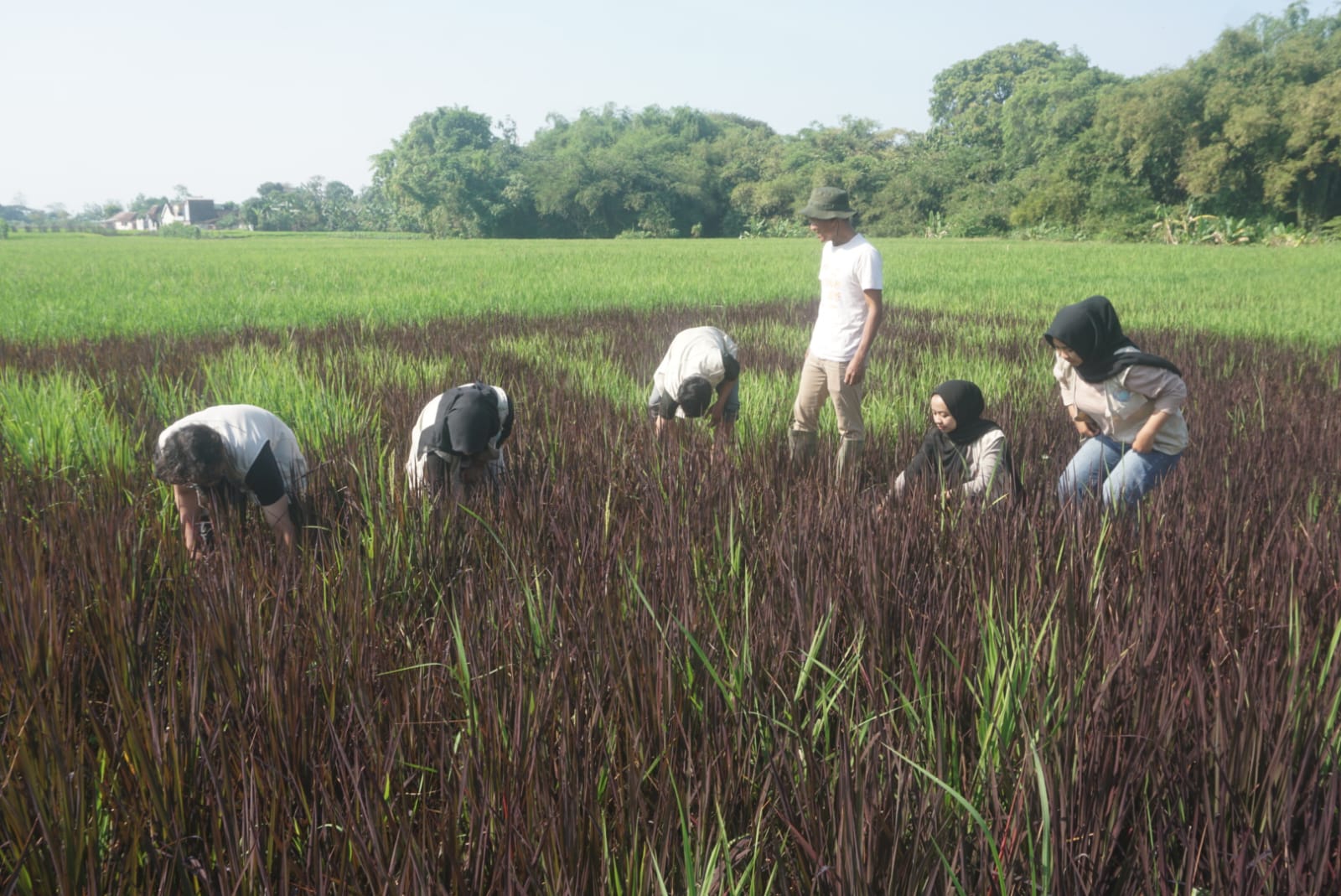 Petani muda, Ruli, bersama mahasiswa KKN saat membentuk pola tulisan Selamat Hari Jadi ke-221 Klaten. (Angga Purenda/Radar Solo)