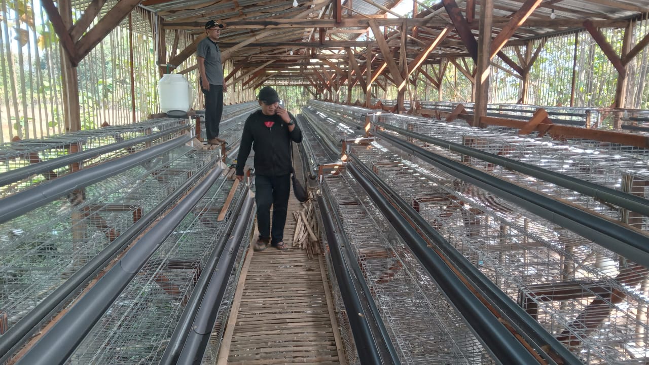 Kandang ayam petelur yang dibangun Pemdes Tepisari, Kecamatan Polokarto, Sukoharjo yang nantinya dikelola BUMDes Sari Rejeki Tepisari.
