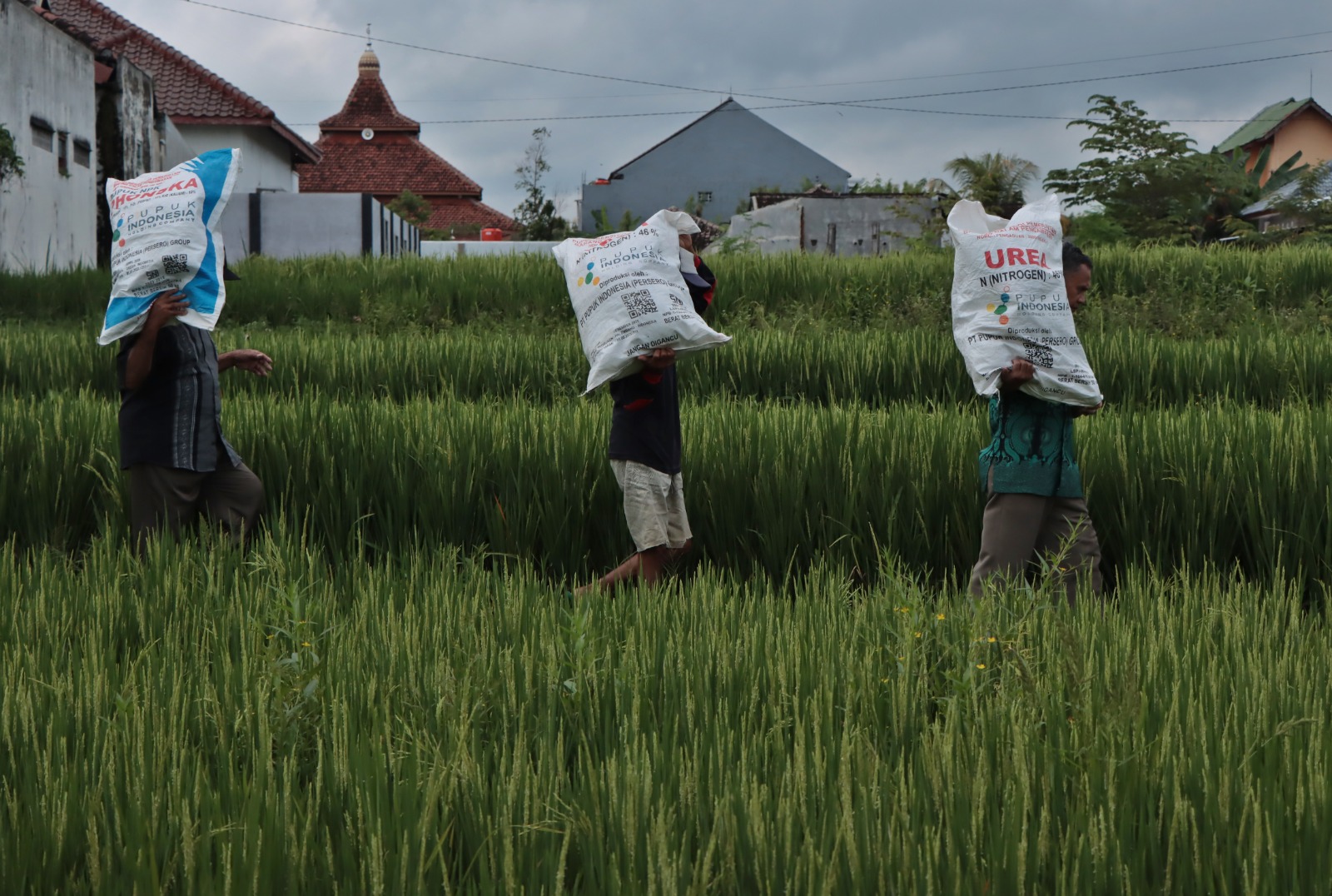 Ilustrasi petani memanggul pupuk subsidi untuk ditebar ke lahan pertanian mereka.