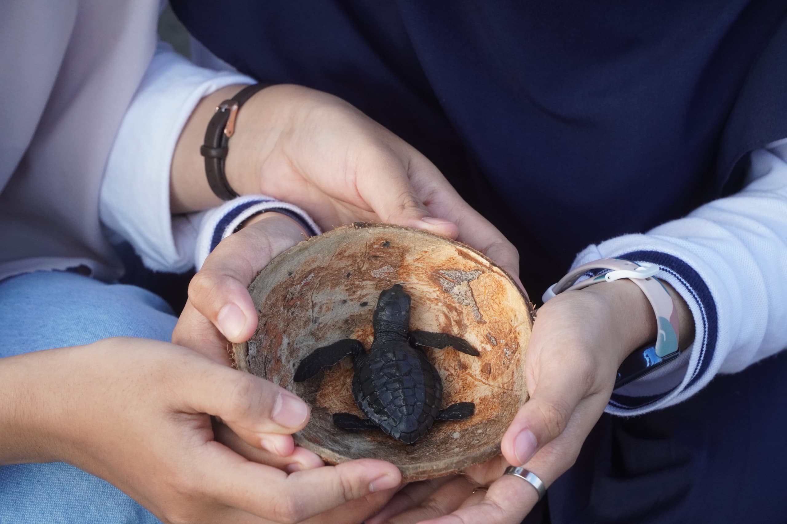 Para volunaction diberi kesempatan untuk memberi nama pada tukik yang mereka lepas.