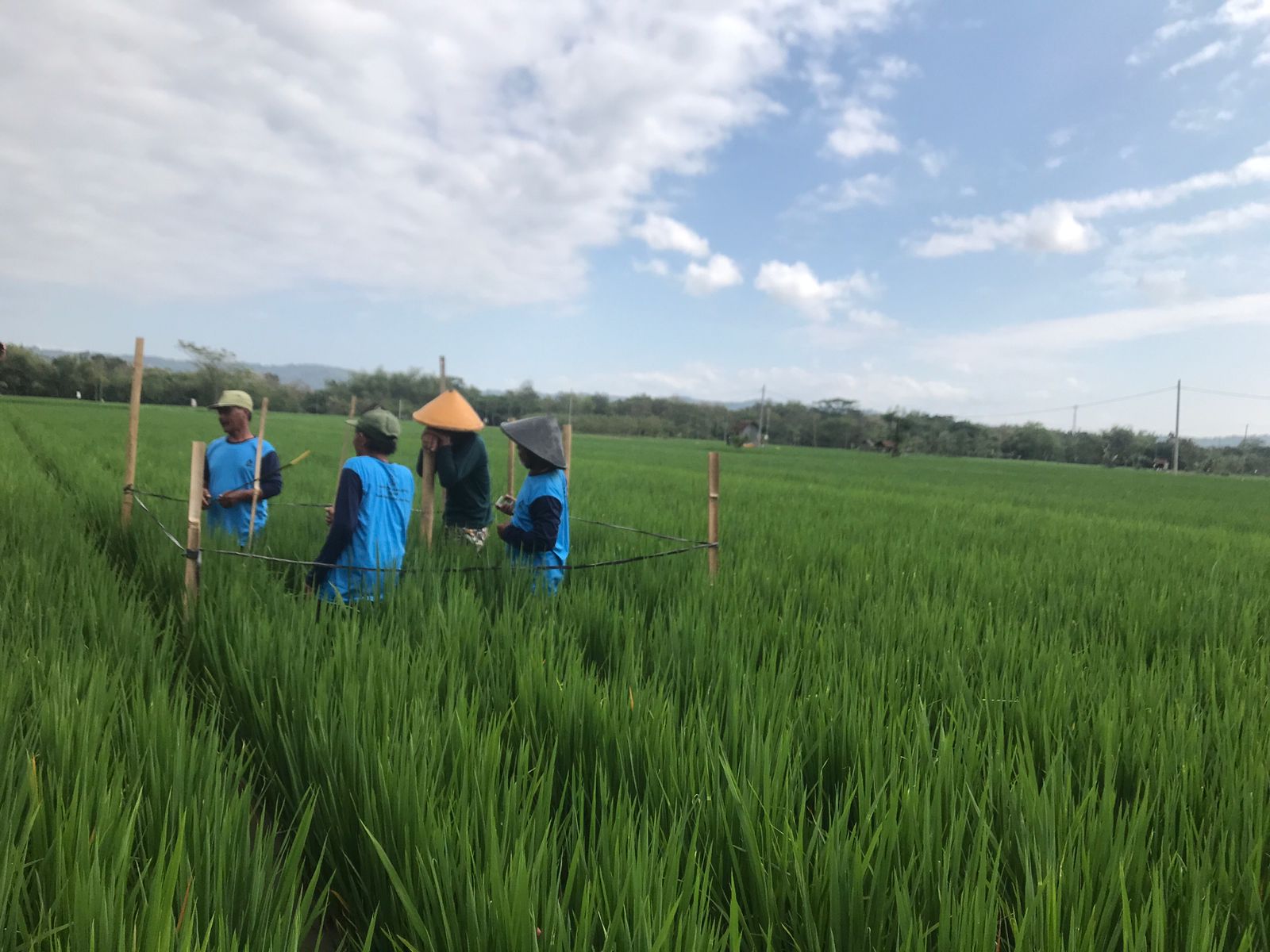 Petani di Desa Pojok, Kecamatan Nogosari Boyolali yang sudah menerapkan pertanian organik.