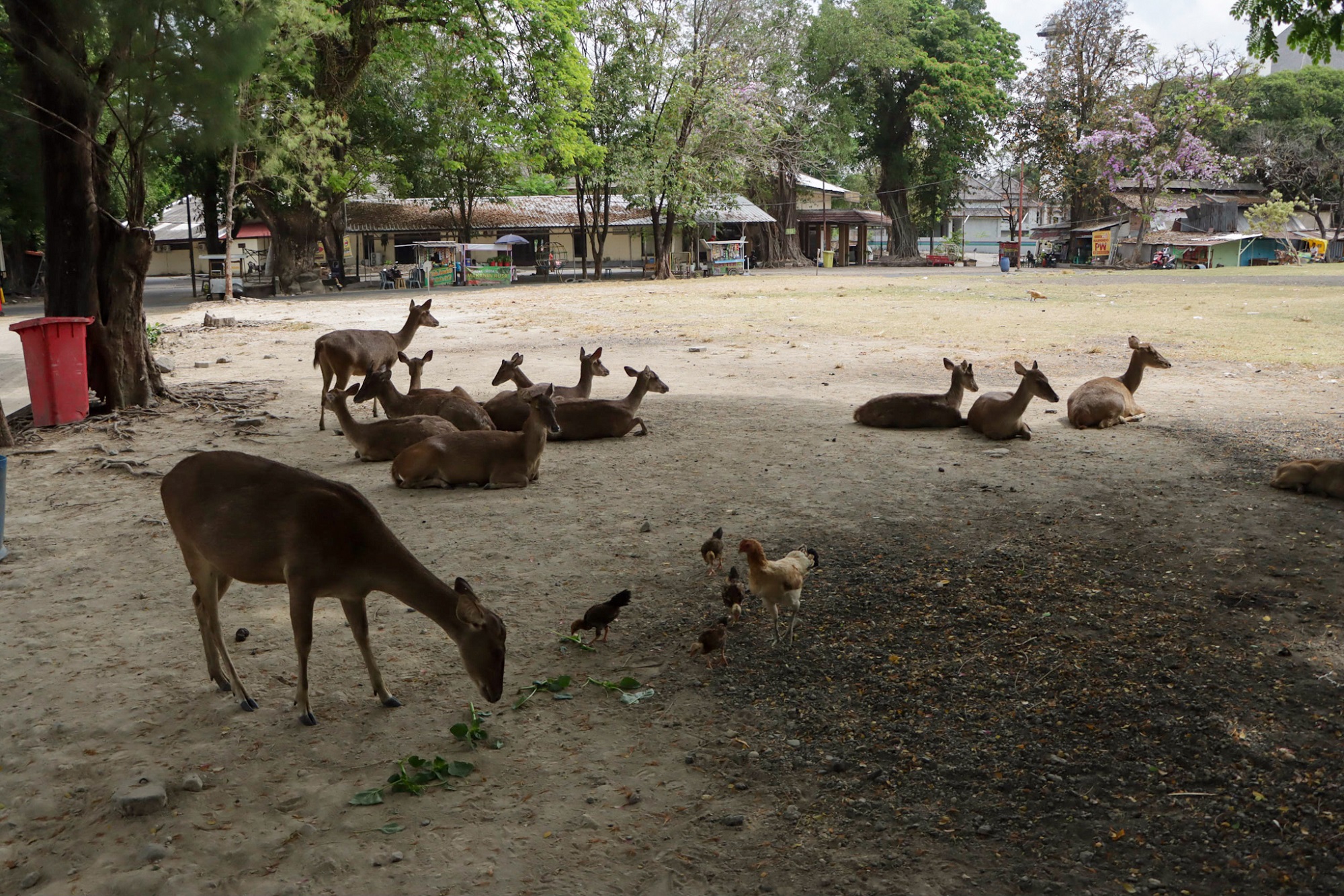 Rusa di Taman Sriwedari sedang makan. (M Ihsan/Radar Solo)