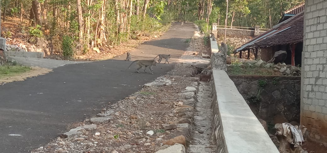 Kera-kera liar ekor panjang masuk permukiman warga Kecamatan Bulu, Sukoharjo, Kamis (7/8).