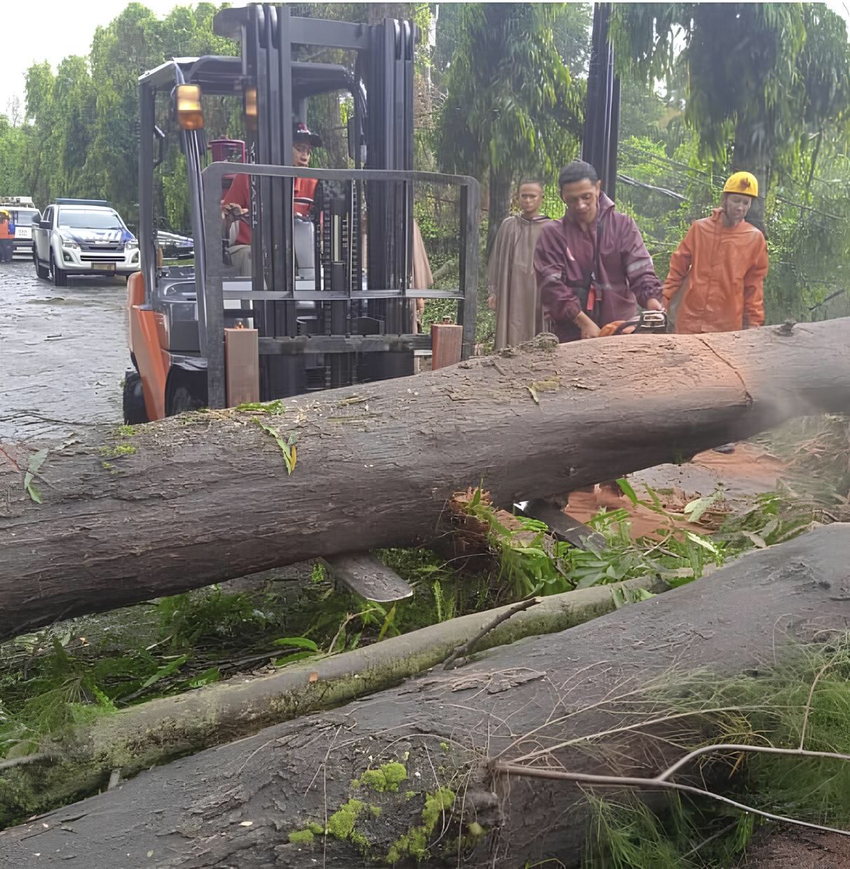 Petugas pangkas pohon tumbang di Boyolali.