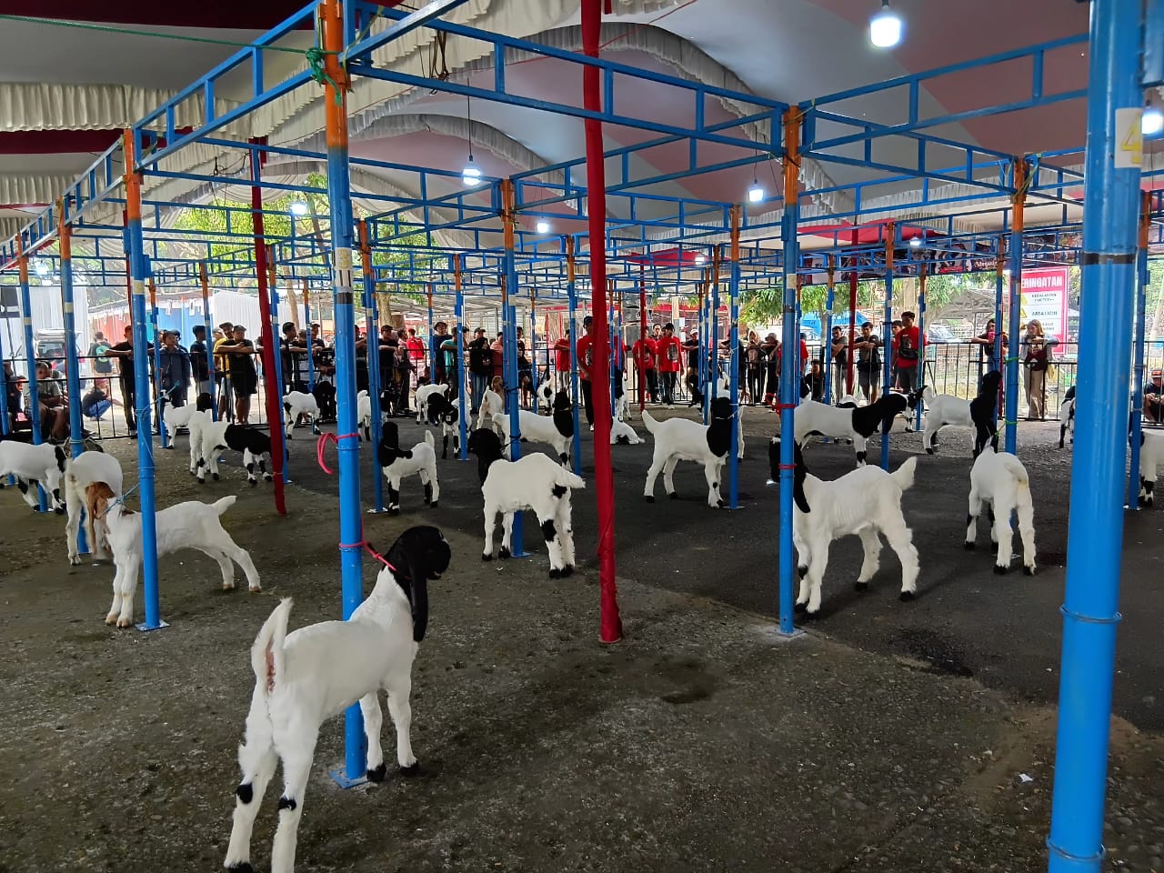 Kontes Kambing Kaligesing Nasional Piala Ketua DPRD Sragen di Taman nDayu Park, Sragen, Minggu (10/8/2025). (Ahmad Khairudin/Radar Solo)