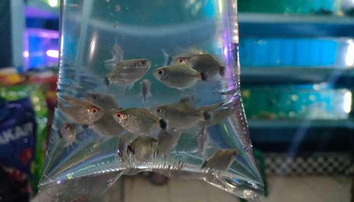 Ikan Red Eye Tetra yang hidup bergombol cocok untuk mempercantik akuarium. (Silvester Kurniawan/Radar Solo)