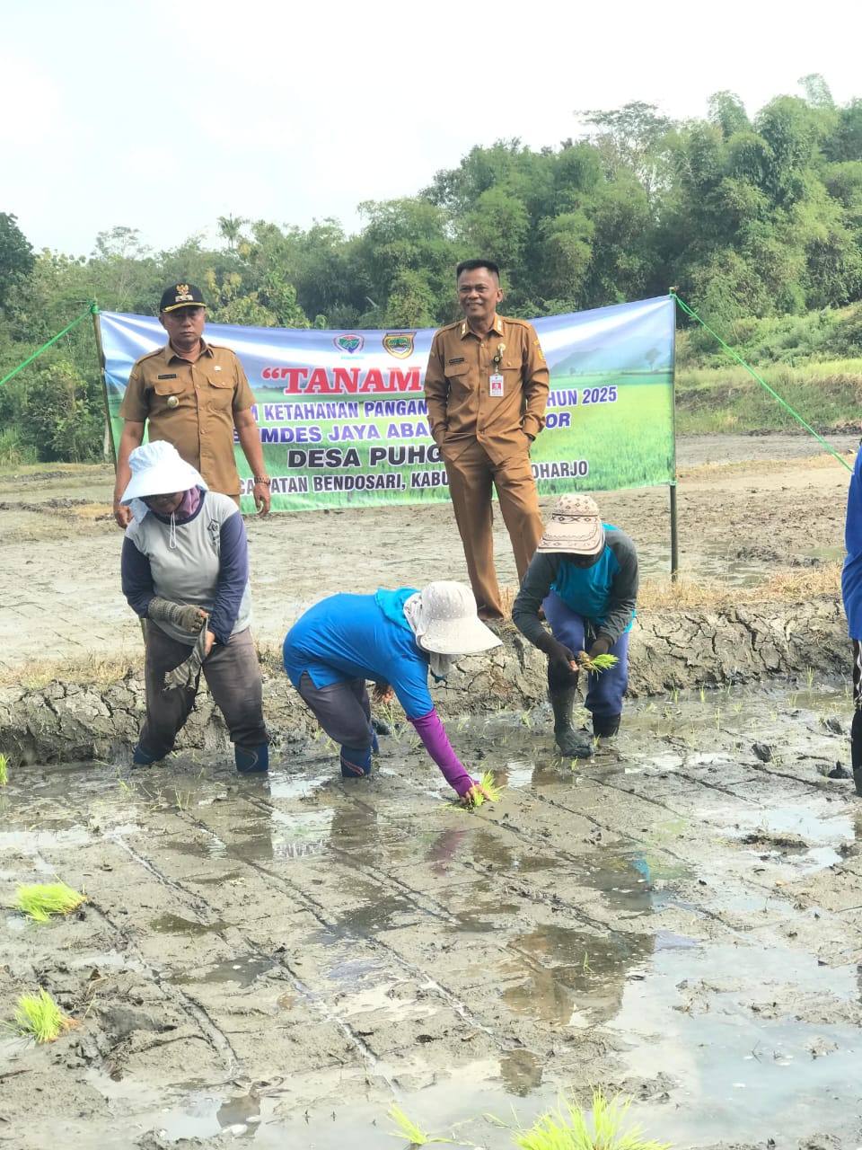 Penanaman padi di Desa Puhgogor, Bendosari, Sukoharjo, Selasa (12/8).