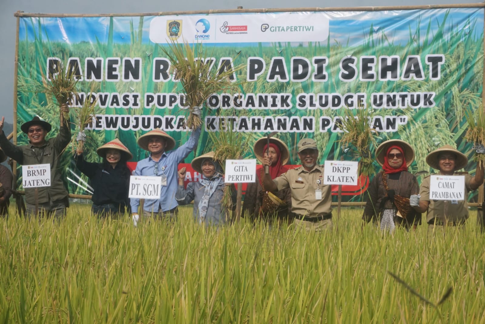 Panen raya padi di Desa Sanggrahan, Kecamatan Prambanan, Klaten yang menggunakan pupuk organik. (Angga Purenda/Radar Solo)