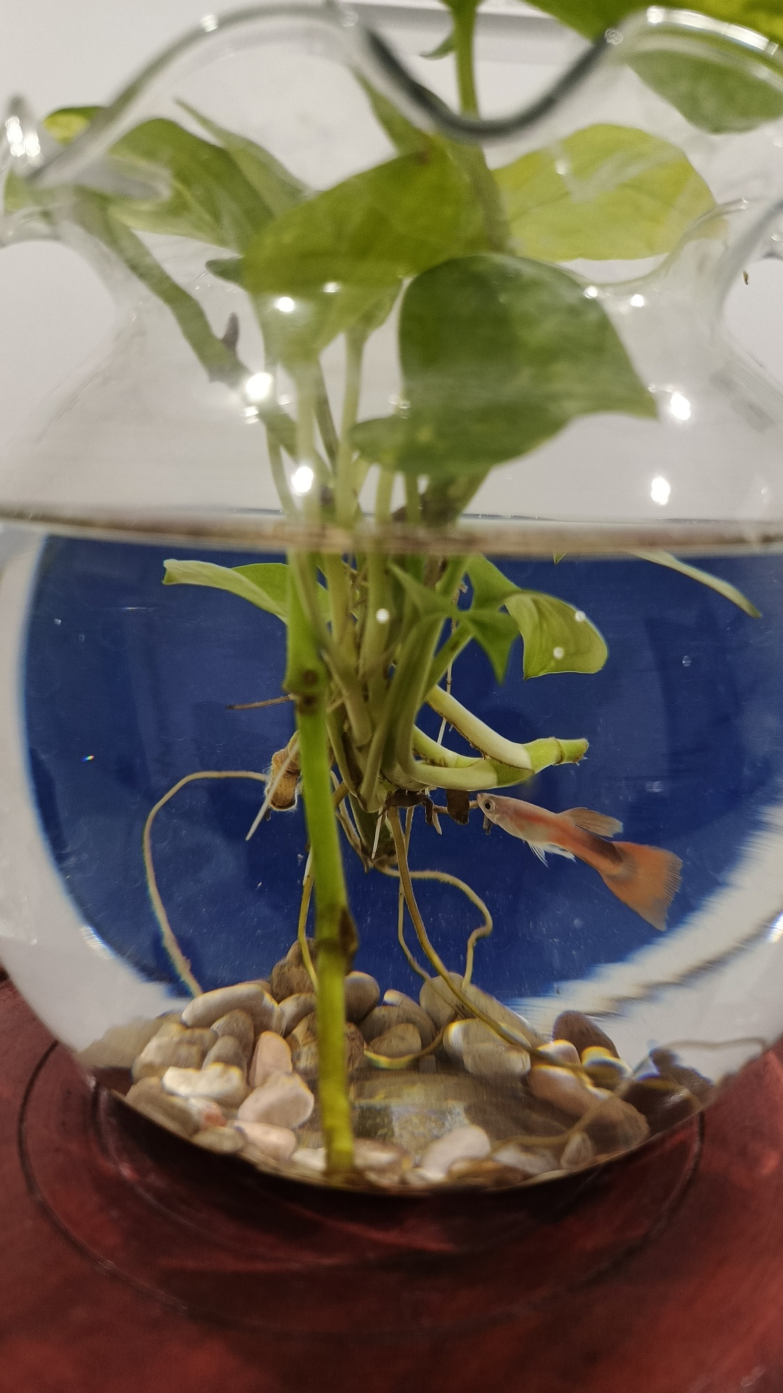 Ikan Guppy memiliki banyak pilihan warna yang menarik. (Adi Prasetyawan/Radar Solo)