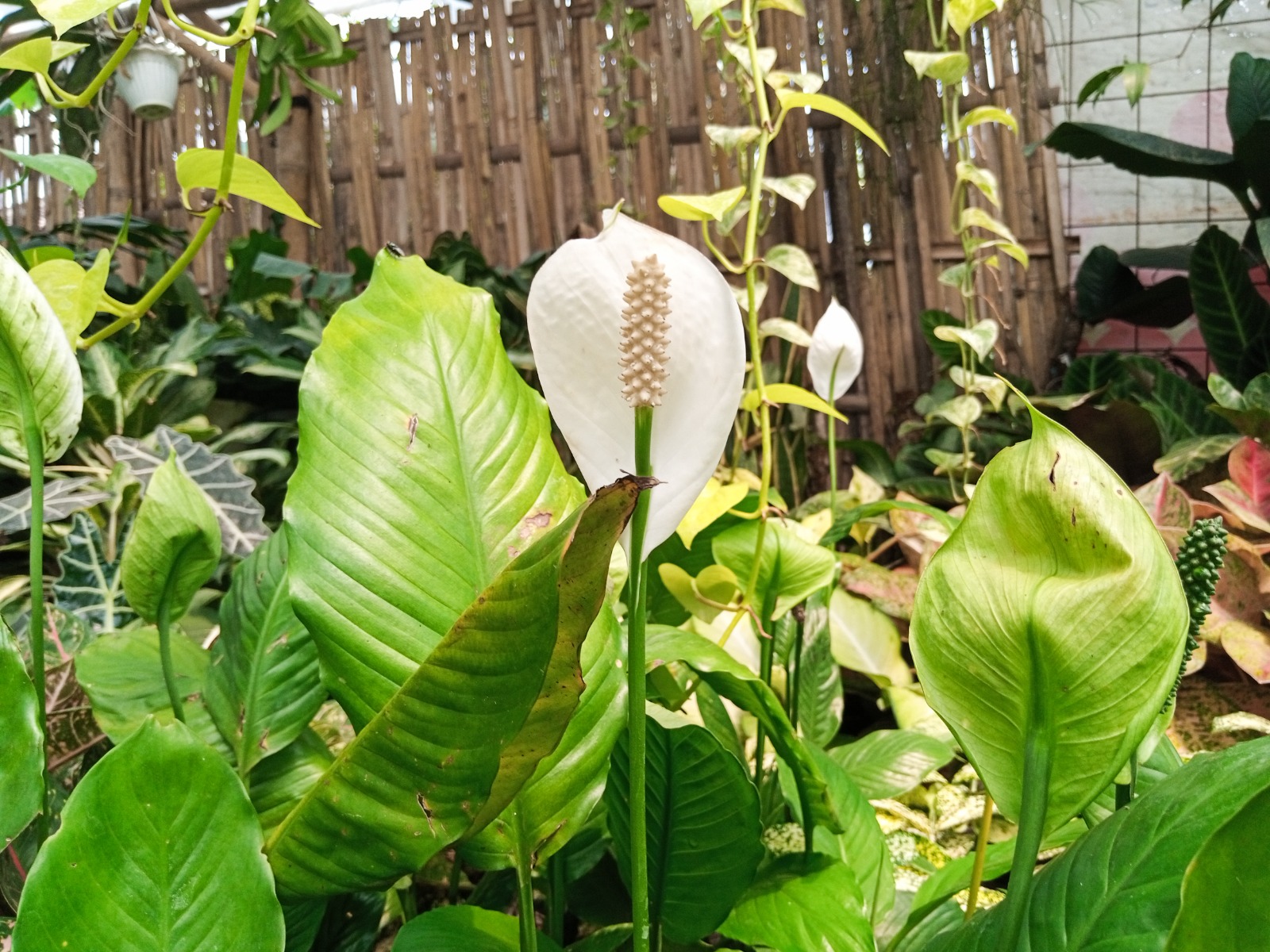 Peace Lily bisa untuk mempercantik ruangan rumah. Selain itu ampuh untuk menyerap polusi. (Nilna Perwira/Radar Solo)
