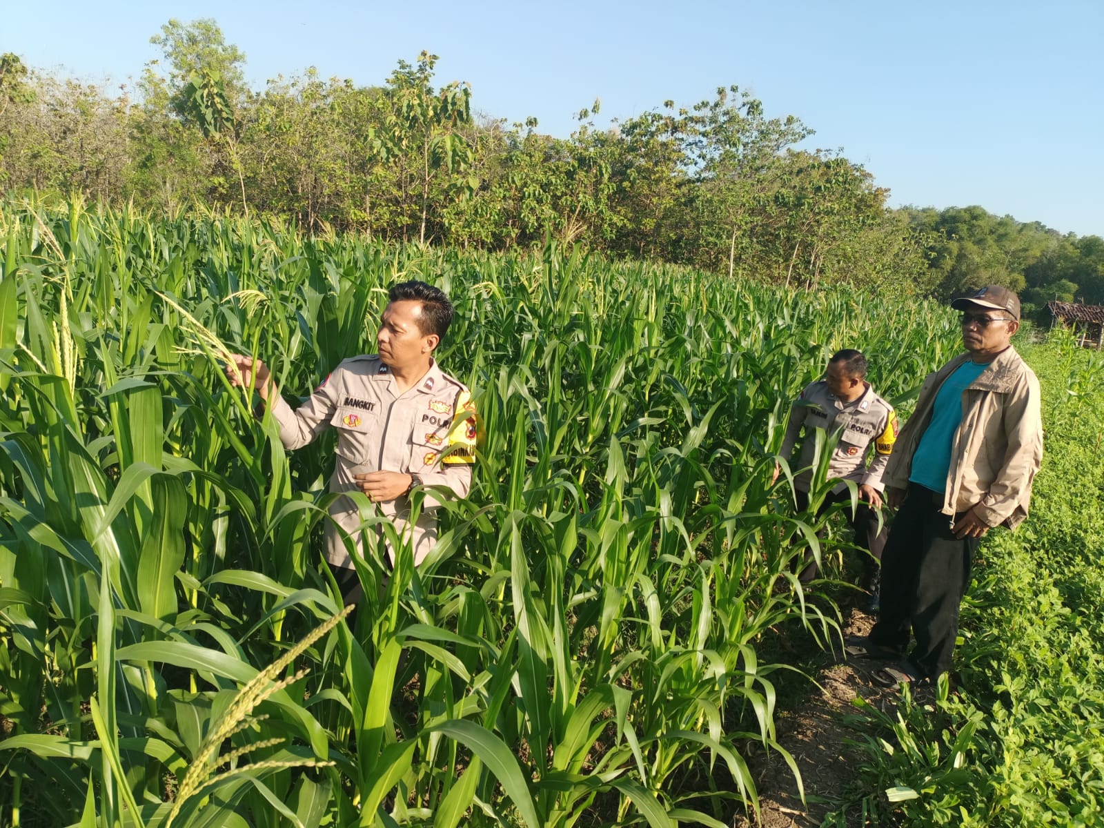 Jajaran polsek memeriksa kondisi tanaman jagung, dibarengi dengan pendampingan ke petani di Kabupaten Sukoharjo, Kamis (28/8).