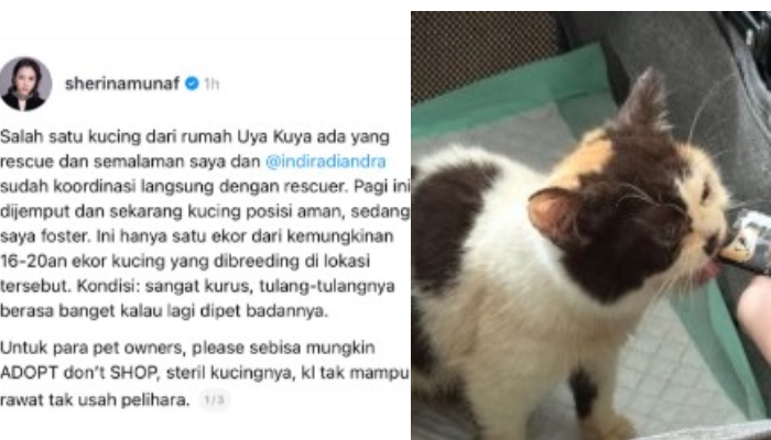 Kondisi kucing milik Uya Kuya yang dievakuasi Sherina.