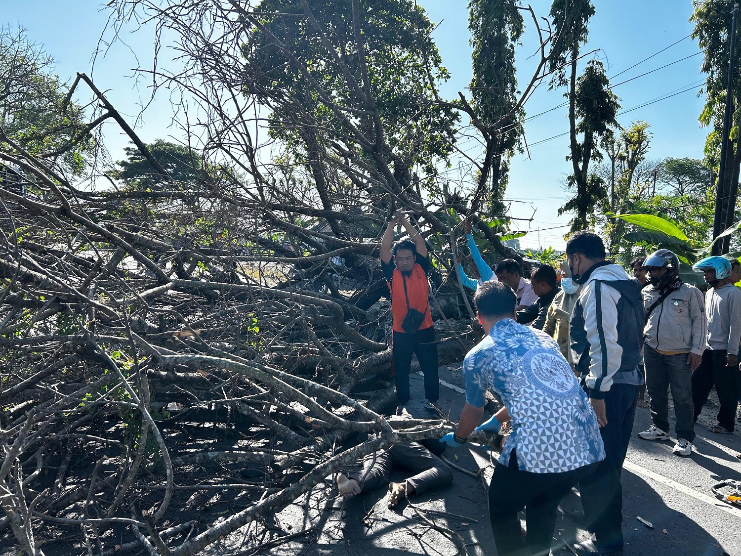 Relawan gabungan mengevakuasi pemotor yang tertimpa pohon tumbang di Jalan Solo-Ngawi, Sambungmacan, Sragen, Selasa (2/9/2025) pagi. (Ahmad Khairudin/Radar Solo)