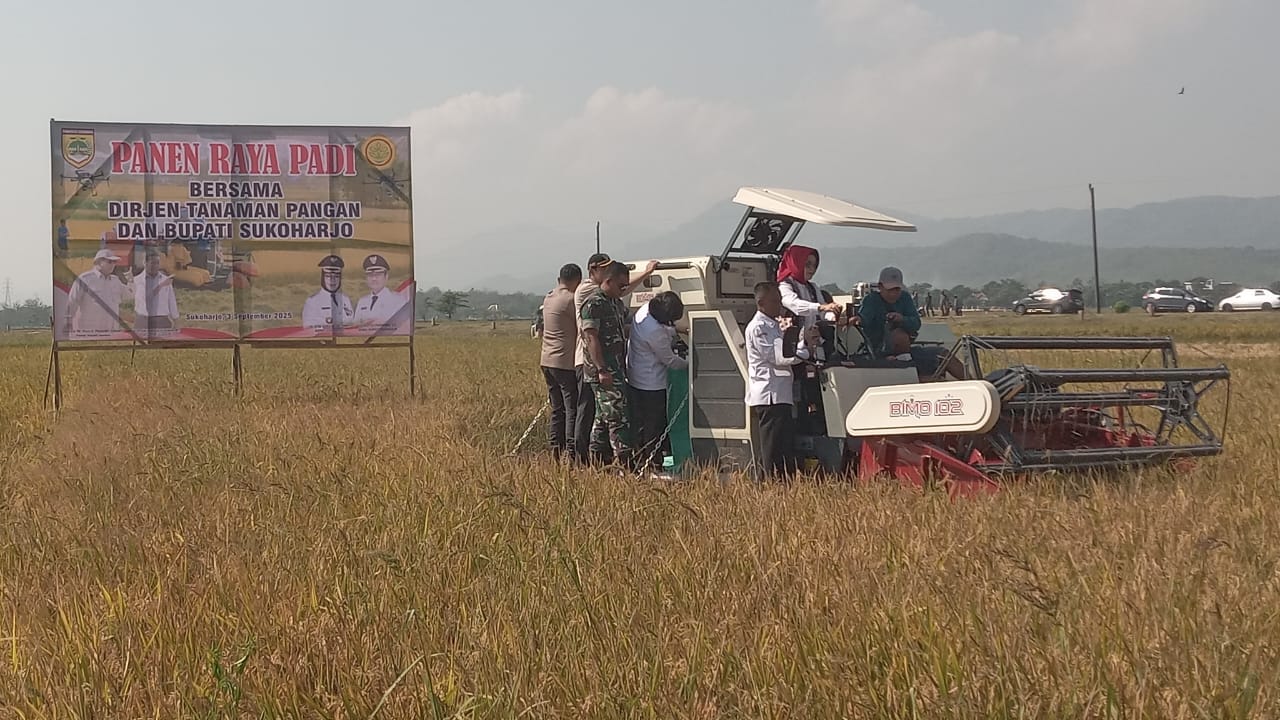 Bupati Sukoharjo Etik Suryani panen padi di Desa Dalangan, Tawangsari, Rabu (3/9).