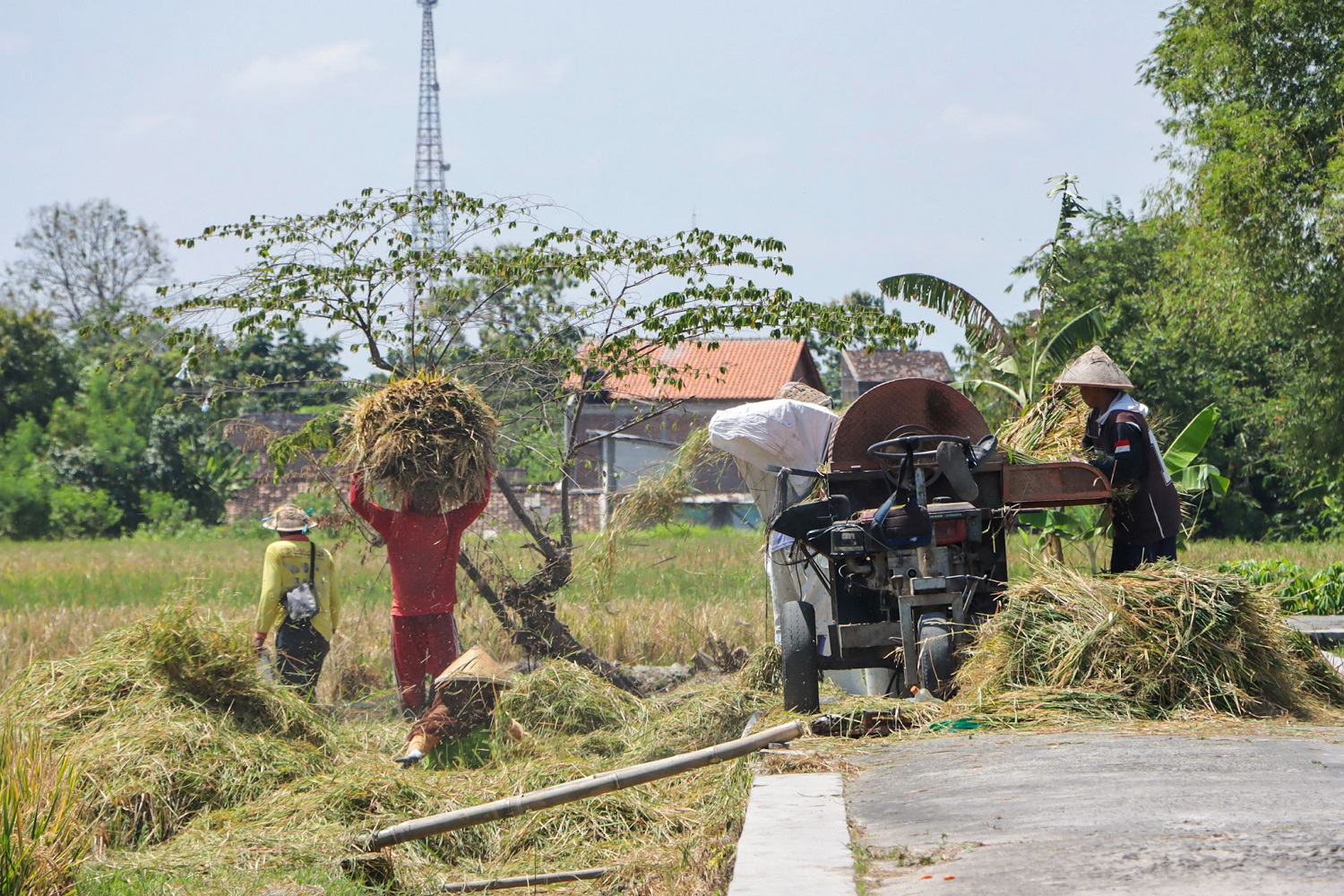 Petani di Desa Delanggu, Kecamatan Delanggu, Kabupaten Klaten panen padi. (Angga Purenda/Radar Solo)
