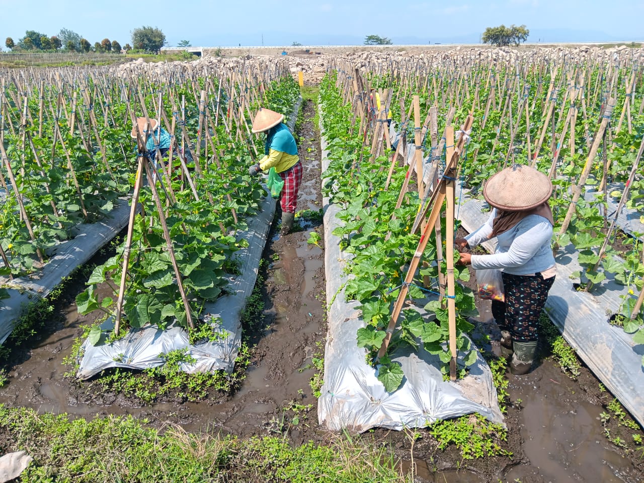 Sejumlah petani sedang melakukan polinasi tanaman melon di Desa Demakijo, Kecamatan Karangnongko, Klaten. (Angga Purenda/Radar Solo)