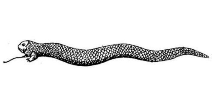 Ilustrasi Tatzelwurm