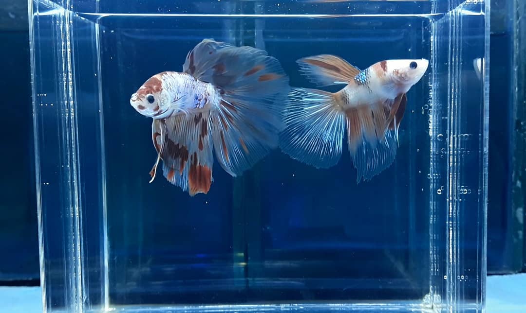 Ikan cupang jenis Half Moom Nemo Koi merupakan versi mini dari Nemo Laut dan Koi. (Silvester Kurniawan/Radar Solo)