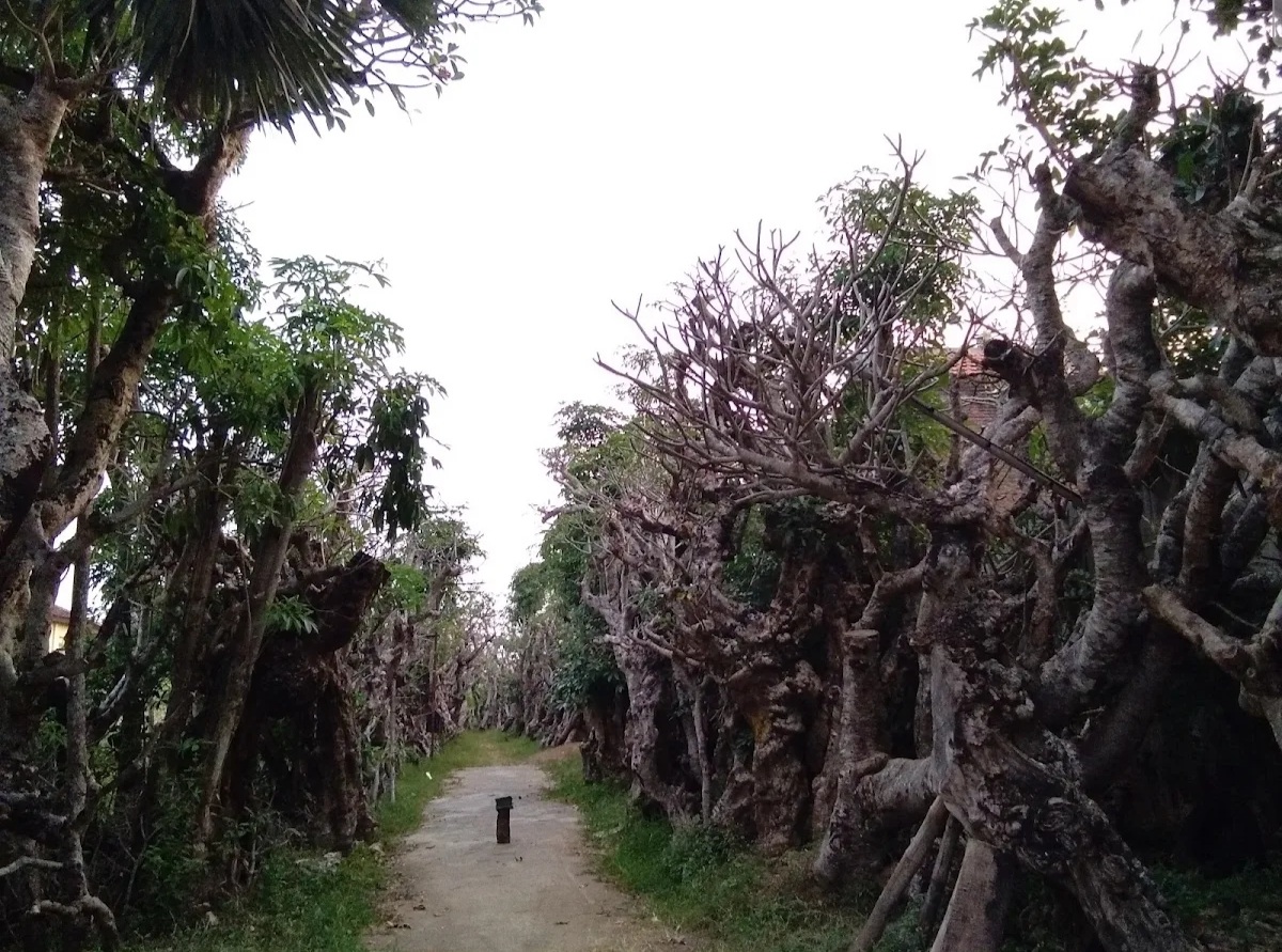 Taman kamboja di Klaten