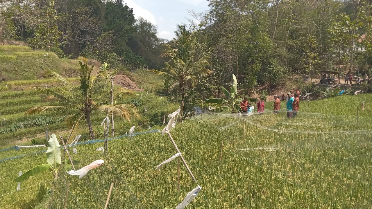 Lahan pertanian padi organik di Dusun Tawing, Desa Sanggang, Kecamatan Bulu, Sukoharjo.