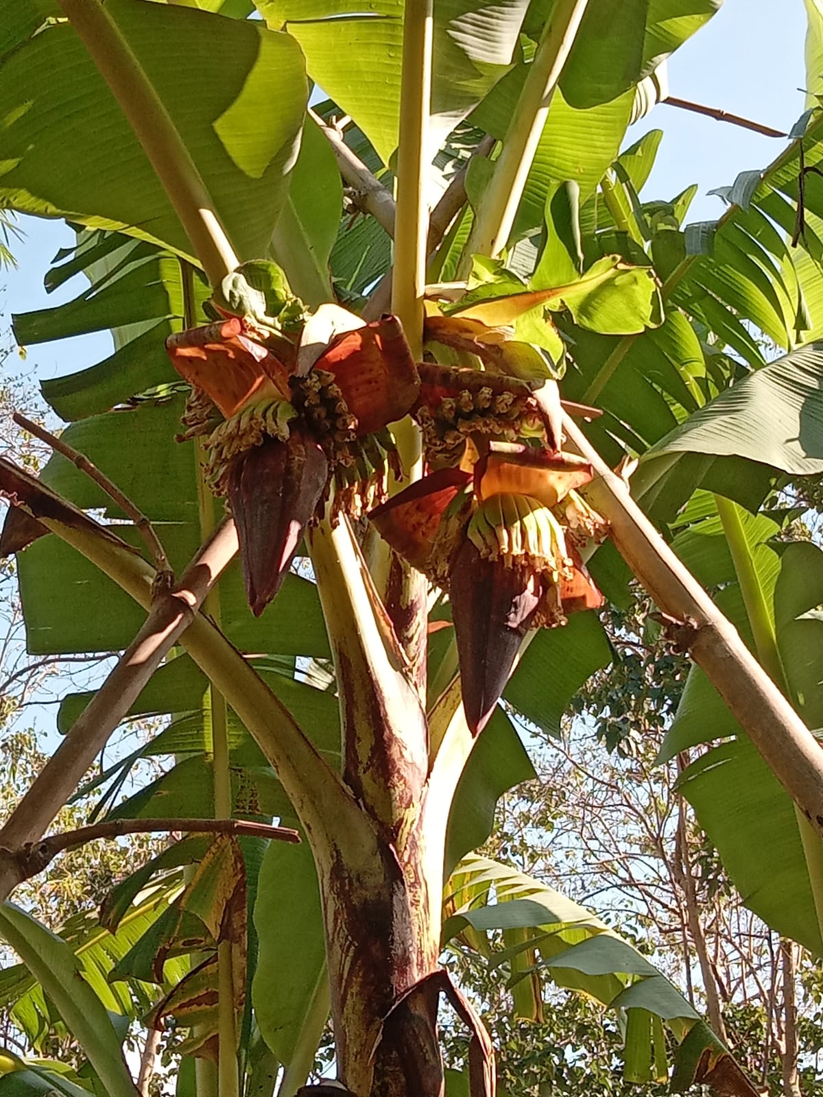 Pisang bertandan dua yang tumbuh di lahan Parsimin.