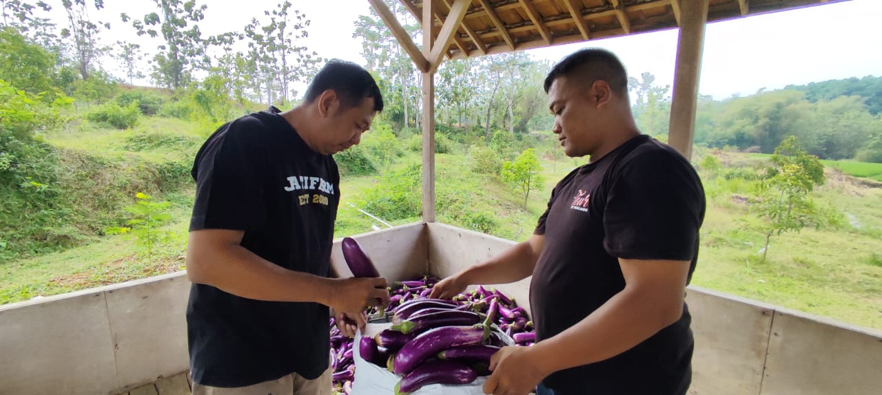 Panen terong nasubi di Polokarto, belum lama ini.