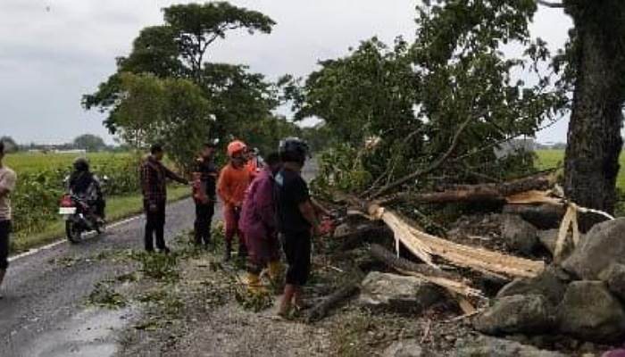 Relawan BPBD Sragen mengevakuasi pohon tumbang, Senin (29/9/2025) sore usai tiga kecamatan di Sragen diterjang puting beliung. (Ahmad Khairudin/Radar Solo)